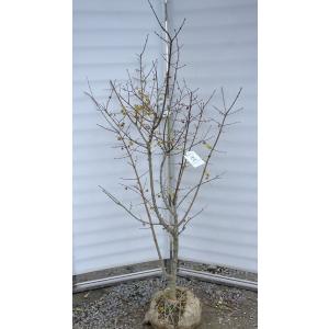 満月ロウバイ 約1.7m 現品発送 超特大株 植木苗木大苗 満月蝋梅 冬に