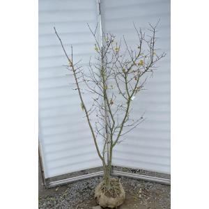 満月蝋梅 満月ロウバイ 約2m 現品発送 特大株 植木苗木大苗 冬に咲く