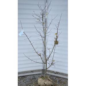 蝋梅 ロウバイ 株立ち 約1.6m 現品発送 特大株 植木 苗木 大苗 冬に