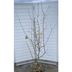 満月ロウバイ 株立ち 約1.8m 現品発送 超特大株 植木苗木大苗 満月