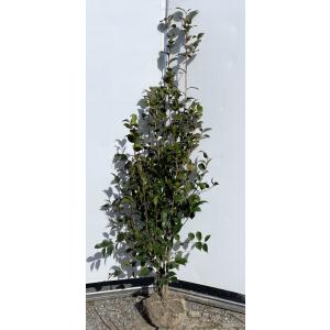 鉢植え 黒竹 株立ち 約1.8m 現品発送 特大株 植木苗木大苗 クロチク