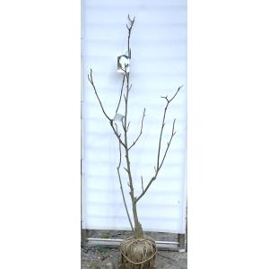 白モクレン 約1.7m 規格販売品 特大株 植木 苗木 大苗 白木蓮