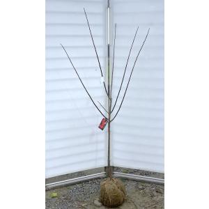 鹿児島紅梅 花梅 2年生 接木 ポット苗 観賞花木 : 苗木部 花ひろば