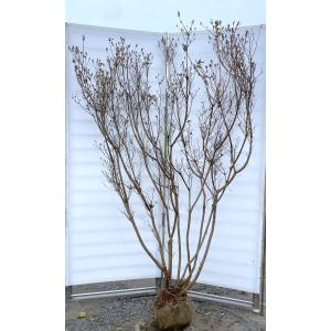 山ツツジ 約2m 株立ち 現品発送 美樹形株 特大株 大苗植木苗木