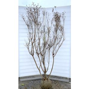 常夏ツツジ トコナツ 株立ち 約1.2m 現品発送 3色咲き 絞り花 久留米