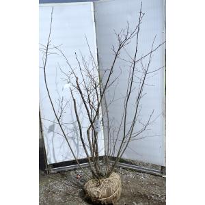 ジューンベリー バレリーナ 株立ち 約2.5m 現品発送 超特大株