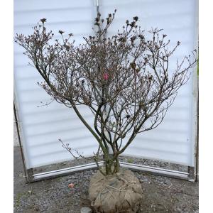 久留米ツツジ 藤娘 株立ち 約1.6m 現品発送 植木苗木 フジムスメ 希少