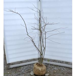 夏ハゼ 5本株立ち 約1.3m 現品発送 特大苗木 植木 大苗 ナツハゼ