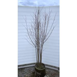 桂 カツラの木 5本株立ち 約2.3m 現品発送 豪華株 特大株 大苗 植木