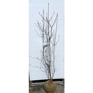 小町ミツバツツジ ピンク花 約1.9m 株立ち 現品発送 特大苗木苗木