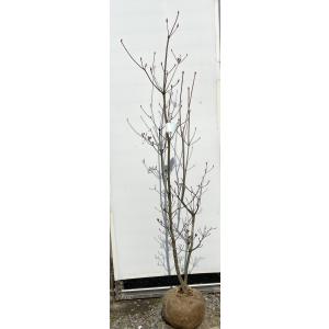 神宮ツツジ 株立ち 約1.6m 現品発送 超特大株 植木苗木大苗