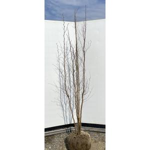 ヒメシャラ 5本株立ち 約2.2m 現品発送 美樹形株 シャラノキ 夏
