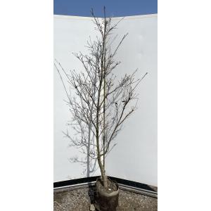 桂 カツラの木 7本株立ち 約2.5m 現品発送 豪華株 特大株 大苗 植木