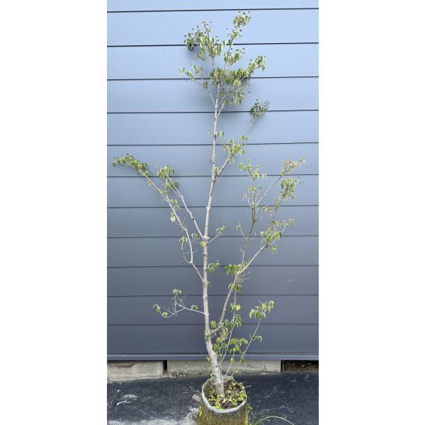 ヤマボウシ　ミルキーウェイ　　約２ｍ　現品発送　特大株　植木苗木大苗　多花品種の山法師　送料無料