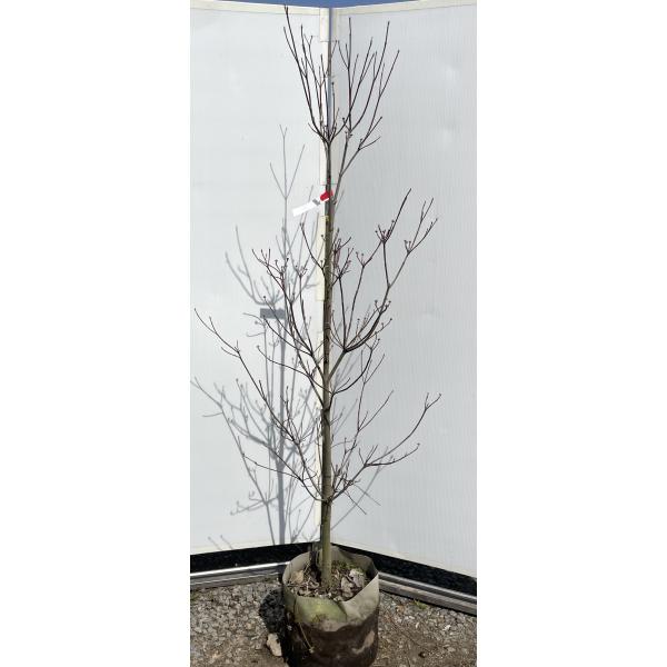 白花ハナミズキ　約1.9ｍ　現品発送　特大株　植木　苗木　大苗　シンボルツリー　落葉樹　送料無料