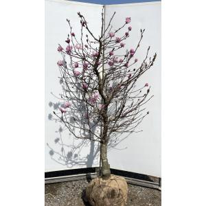 白花姫コブシ　約1.8ｍ　現品発送　特大株　植木苗木大苗　白花ヒメコブシ　白花コブシ　落葉樹　送料無料｜daifukujyubyou