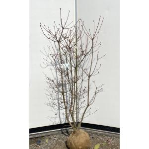 現品発送 アロニア（クックベリー） 株立 樹高1.4-1.9m(根鉢含まず