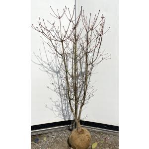 小町ミツバツツジ 株立ち 約2.1m 現品発送 豪華株 超特大株 苗木苗木