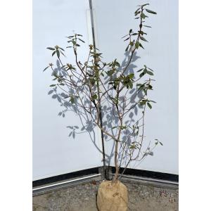 シルバーティーツリー 約1.2m 特大植木苗木 常緑樹 規格販売 お買い得
