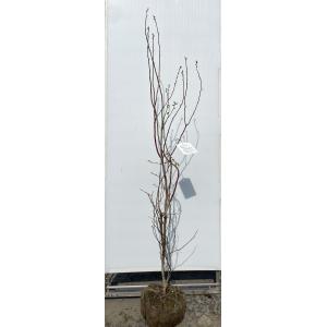 白モクレン 約1.7m 規格販売品 特大株 植木 苗木 大苗 白木蓮