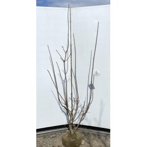 大型商品】シロモジ（白文字） 株立 樹高2.5m前後 露地苗 低木 落葉樹