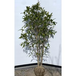 キンモクセイ 約2m 2本セット 特大株 植木苗木大苗 金木犀