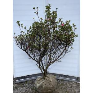 ハイノキ 株立ち 約2m 特大株 植木苗木 灰の木 規格販売 お買い得な