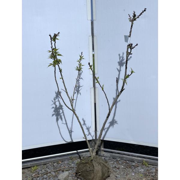 一才桜旭山　株立ち　約1.1ｍ　現品発送　特大株　植木　苗木　大苗　旭山桜　多花品種　シンボルツリー...