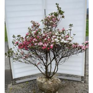 薔薇咲きツツジ 赤花 千重大紫 株立ち 約1.3m 現品発送 平戸ツツジ