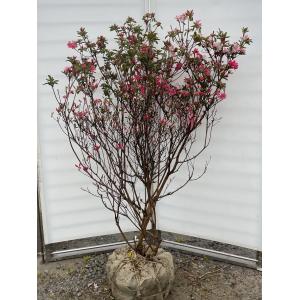 姫榊 ヒサカキ 株立ち 約2m 現品販売 特大株 植木 苗木 大苗 榊の木