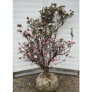 ポップブッシュ プルプレア 約2m 規格販売 特大苗木 植木 常緑樹