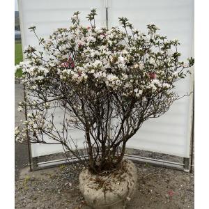 紅ドウダンツツジ 7本株立ち 約1.8m 現品発送 豪華株 特大植木 紅ドウダンツツジ 7本株立ち 約1.8m 現品発送 豪華株 特大植木