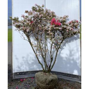 希少品種 良形の極上株 ツツジ フジムスメ 499 樹高1.4m位 株立 久留米ツツジ 常夏 株立ち 約1m 現品発送 特大株 植木苗木大苗 絞り