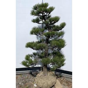 黒松 約1.4m 超特大株 現品発送 一点物 段...の商品画像