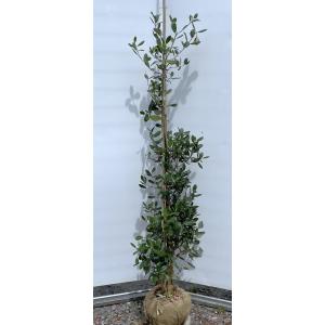 フェイジョア 株立ち 約2m 大株植木苗木 お買い得なおまかせ株 常緑樹