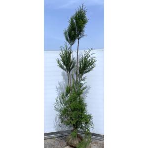超希少 天目松 約1.4m 一点物 超特大株 現品販売 植木 苗木 大苗