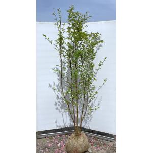 シャラの木 6本株立ち 約2.2m 現品販売 一点物 豪華株 特大株 植木