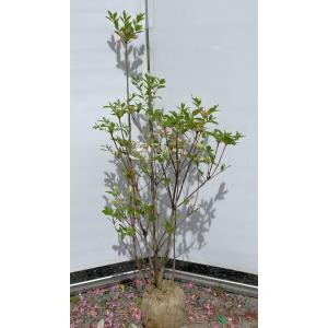 紅羽衣モミジ 株立ち 約1.5m 現品発送 ベニハゴロモ紅葉 特大株 植木