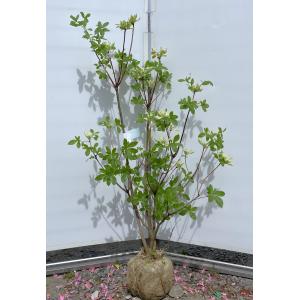 紅ドウダンツツジ 株立ち 約1.6m 現品発送 特大株 植木苗木大苗 紅