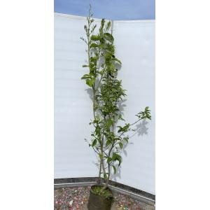 南高梅の木 約2m 規格販売品 特大株 大苗 植木 苗木 大実梅 花も