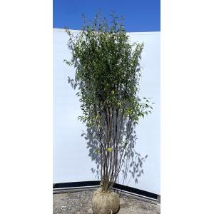 ハイノキ 株立ち 約2.5m 特大株 超植木苗木 灰の木 規格販売 ハイノキ 株立ち 約2.5m 特大株 超植木苗木 灰の木 規格販売