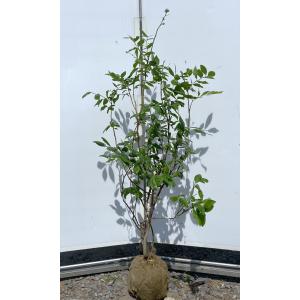 ブルーベリー チャンドラー 1.2m 規格販売品 特大苗木 植木苗木大苗