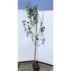 夏みかんの木 約1.5m 現品発送 特大株 植木 苗木 大苗 蜜柑の木 果樹