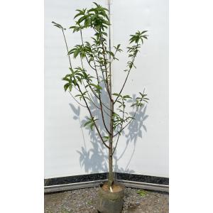 神宮ツツジ 約1.6m 現品発送 超特大株 植木苗木大苗 ミツバツツジ