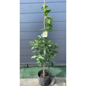 種苗登録レモンの木 璃の香 約100cm 鉢入り 規格販売 植木苗木大苗