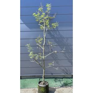 西洋ニンジンボク 約1.6m 現品発送 特大植木苗木大苗 紫花 セイヨウ