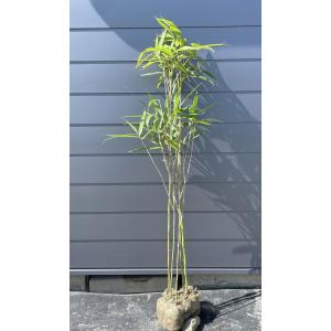 竹（タケ）/クロチク（黒竹） 株立 樹高2.0m前後 露地苗