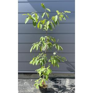 ヤマボウシ 株立ち 約2m 美樹形株 特大株 植木苗木大苗 山法師