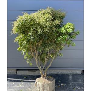 紅アセビ ピンク花 株立ち 1.4m 現品発送 植木 苗木 大苗 紅アセビ