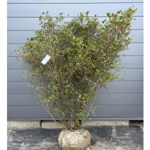 ミモザアカシア 約2.5m 現品発送 超特大株 植木苗木大苗 ギンヨウ